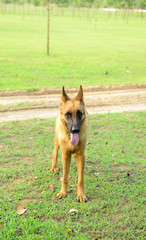 A dog on the grass