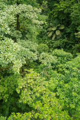 Fototapeta premium Lush rainforest canopy view