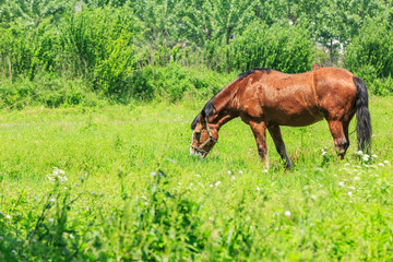 Obraz na płótnie Canvas Horse eating grass in a meadow