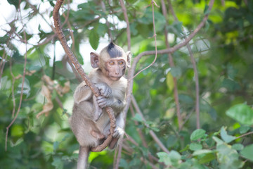 Fototapeta premium 可愛いサル