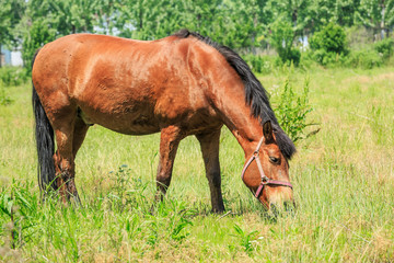 Naklejka na ściany i meble Horse eating grass in a meadow