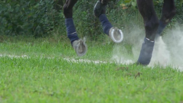 SLOW MOTION, CLOSE UP: Detail of strong dark brown horse legs with polo wraps running along the sandy footpath raising dust. Hooves cantering on dusty road lifting dust. Horseback riding in the nature