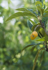 yellow loquat fruit on the tree