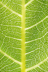 Textures of fig leaf