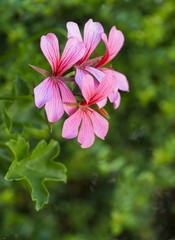Pink flowers on green background