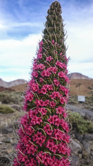 Tejinaste Rojo or Tenerife bugloss ('tower of jewels', mount teide bugloss)