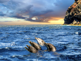 Delphine im Meer bei Los Gigantes, Teneriffa, Kanarische Inseln