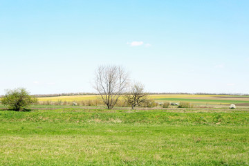 Landscape of green field and blue sky with white clouds