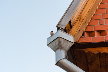 sparrow on a pipe. A bird on a roof.