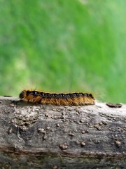 Eastern Tent Caterpillar