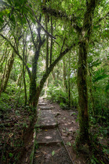 Stone path in rainforest Monteverde Costa Rica