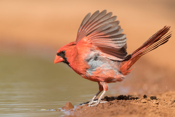 Northern Cardinal
