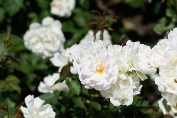 万博記念公園　バラ園