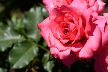 万博記念公園　バラ園