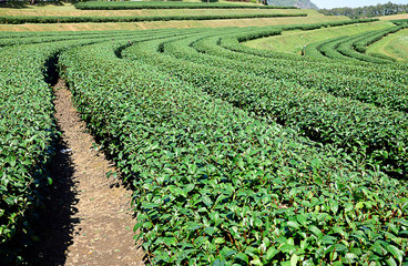 Tea plantation