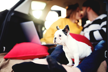 Adorable puppy sharing romantic moments with his owners at lovely summer sunset.