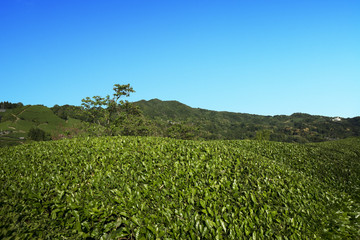 Fototapeta na wymiar 茶畑