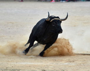 bull