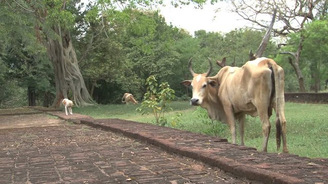 Cow on wall at Temple in Polonnaruwa, Sri Lanka