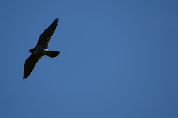 Fototapeta premium ハヤブサ