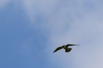 Fototapeta premium ハヤブサ