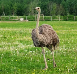 Cercles muraux Autruche ostrich on grass, summer time