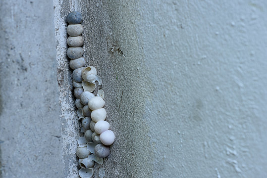 Gecko Eggs" Images – Browse 23 Stock Photos, Vectors, and Video | Adobe  Stock