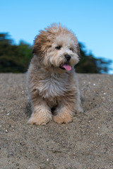 Smily dog on the beach