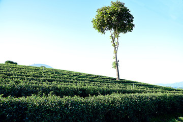 Obraz premium Green tea plantation