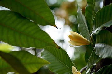 Magnolia
