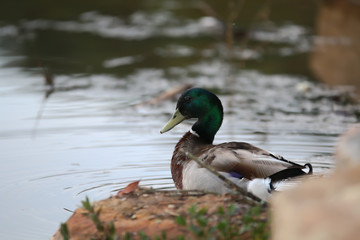 Mallard