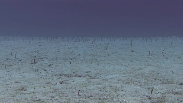 Garden eel in the bottom of Caribbean sea