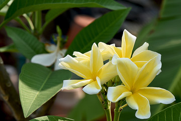 Plumeria