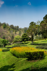 Colorful flowers bed