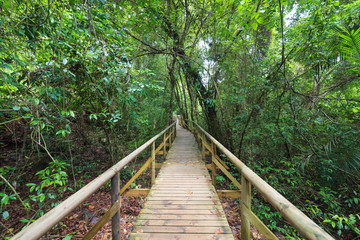 Boardwalk in forest Manuel Antonio