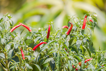 Fresh hot chili pepper on tree,plant chili pepper