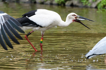 魚を食べるコウノトリ