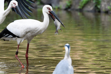 魚を食べるコウノトリ