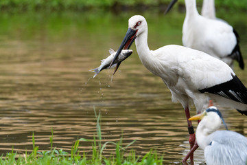 魚を食べるコウノトリ