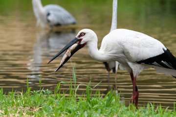 魚を食べるコウノトリ