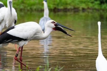魚を食べるコウノトリ