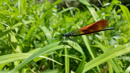カワトンボ damselfly