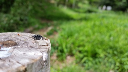 ハエトリグモ spider