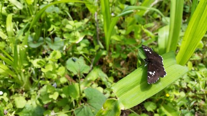 ダイミョウセセリ skipper butterfly