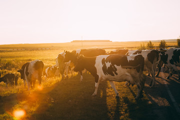 Herd Of Cows Grazing In Green Meadow In Summer Evening. Natural 