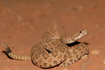 Crotalus oreganus concolor