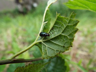 クワハムシ leaf beetle