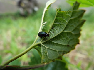 クワハムシ leaf beetle
