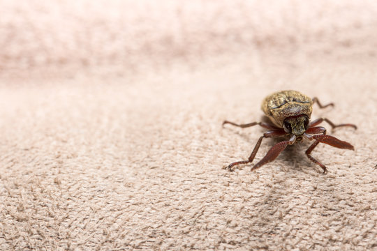 Close up photos Click beetle brown background