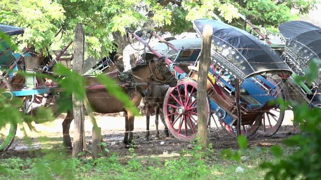 Inwa Ava, horse cars in Mandalay